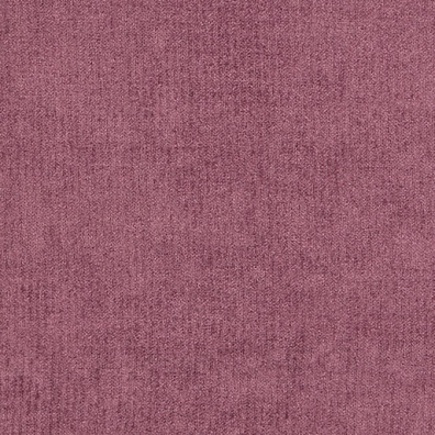 New York Violet