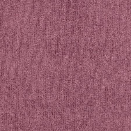New York Violet